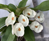 Euhorbia Milii Crown Of Thorns SUNNY SIDE UP Corona de Cristo New Hybrid