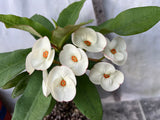 Euhorbia Milii Crown Of Thorns SUNNY SIDE UP Corona de Cristo New Hybrid