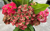 Euphorbia Milii MEE CHOK Crown Of Thorns Plant Corona de Cristo Succulents