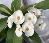 Euhorbia Milii Crown Of Thorns SUNNY SIDE UP Corona de Cristo New Hybrid