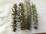 Euphorbia Milii Three (3) UNROOTED CUTTINGS Crown of Thorns Large Flowers