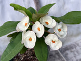 Euhorbia Milii Crown Of Thorns SUNNY SIDE UP Corona de Cristo New Hybrid