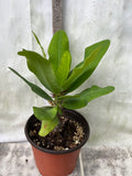 Euphorbia Milii BELLA Crown of Thorns Corona De Cristo Thai Hybrid