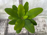 Euphorbia Milii BELLA Crown of Thorns Corona De Cristo Thai Hybrid