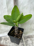Euphorbia Milii RAMA 9 Crown Of Thorns  Poysean Corona De Cristo
