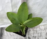 Euphorbia Milii RAMA 9 Crown Of Thorns  Poysean Corona De Cristo