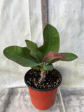 Crown of Thorns 'Angelique' Euphorbia Milii Corona de Cristo Cactus Plant