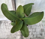 Crown of Thorns 'Angelique' Euphorbia Milii Corona de Cristo Cactus Plant