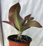 Crown of Thorns 'Angelique' Euphorbia Milii Corona de Cristo Cactus Plant