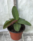 Euphorbia Milii BLACK DIAMOND Crown of Thorns Corona de Cristo