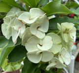 Euphorbia Milii Crown of Thorns "Southern Elegance" Thai Hybrid Coronas de Cristo