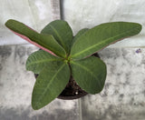 Euphorbia Milii BLACK DIAMOND Crown of Thorns Corona de Cristo