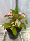 Euphorbia Milii TEXAS GODDESS Crown of Thorns Corona de Cristo Plant