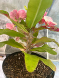 Euphorbia Milii TEXAS GODDESS Crown of Thorns Corona de Cristo Plant