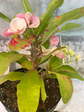 Euphorbia Milii TEXAS GODDESS Crown of Thorns Corona de Cristo Plant