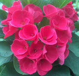 Euphorbia Milii EUPHORBIA ROSES Crown of Thorns Thai Hybrid