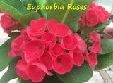 Euphorbia Milii Euphorbia Roses Crown of Thorns – Starter Cutting
