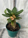 Euphorbia Milii GOLDEN JADE (Yok Tong Kum) Crown Of Thorns Corona de Cristo Cactus