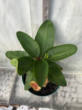 Euphorbia Milii GOLDEN JADE (Yok Tong Kum) Crown Of Thorns Corona de Cristo Cactus