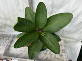 Euphorbia Milii GOLDEN JADE (Yok Tong Kum) Crown Of Thorns Corona de Cristo Cactus