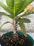 Euphorbia Milii GOLDEN JADE (Yok Tong Kum) Crown Of Thorns Corona de Cristo Cactus