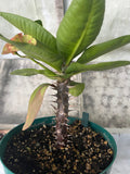 Euphorbia Milii GOLDEN JADE (Yok Tong Kum) Crown Of Thorns Corona de Cristo Cactus