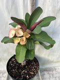 Euhorbia Milii Crown Of Thorns Corona de Cristo 'Name it Yourself' Pink Variety