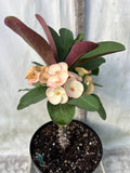 Euhorbia Milii Crown Of Thorns Corona de Cristo 'Name it Yourself' Pink Variety