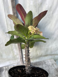 Euhorbia Milii Crown Of Thorns Corona de Cristo 'Name it Yourself' Pink Variety