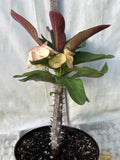 Euhorbia Milii Crown Of Thorns Corona de Cristo 'Name it Yourself' Pink Variety