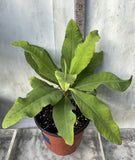 Euphorbia Milii SIAM DIAMOND Crown of Thorns Corona de Cristo Poysean Succulent