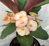 Euhorbia Milii Crown Of Thorns Corona de Cristo 'Name it Yourself' Pink Variety