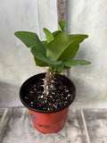 Euphorbia Milii ORANGE FANTA Crown of Thorns Corona de Cristo Succulent