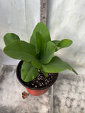 Euphorbia Milii ORANGE FANTA Crown of Thorns Corona de Cristo Succulent