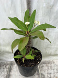 Euphorbia Milii JADE N' PEARLS Crown of Thorns Corona de Cristo Succulent