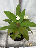 Euphorbia Milii JADE N' PEARLS Crown of Thorns Corona de Cristo Succulent