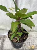 Euphorbia Milii JADE N' PEARLS Crown of Thorns Corona de Cristo Succulent