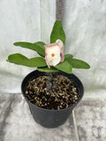 Euphorbia Milii ANGEL ROCK Crown of Thorns Corona de Cristo Cactus