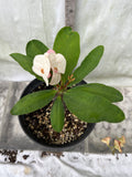 Euphorbia Milii ANGEL ROCK Crown of Thorns Corona de Cristo Cactus