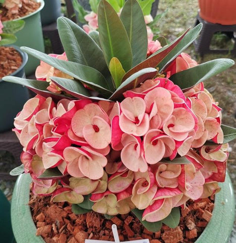 Euphorbia Milii JAN JAO Crown of Thorns  Corona de Cristo