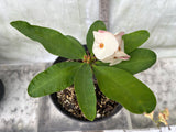 Euphorbia Milii ANGEL ROCK Crown of Thorns Corona de Cristo Cactus