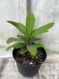 Euphorbia Milii 'Parisienne" Crown of Thorns Corona De Cristo Succulent
