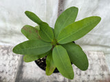 Euphorbia Milii 'Parisienne" Crown of Thorns Corona De Cristo Succulent