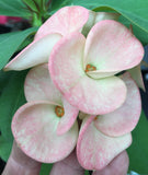 Euphorbia Milii Sexy Pink Crown of Thorns – Starter Cutting