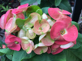 A close-up of a pink and cream Crown of Thorns flower cluster surrounded by green leaves.