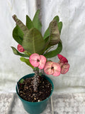 Euphorbia Milii PRECIOUS RUBY (Tub Tim Chan) Crown of Thorns Thai Hybrid