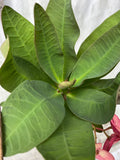 Euphorbia Milii PRECIOUS RUBY (Tub Tim Chan) Crown of Thorns Thai Hybrid