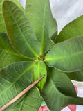 Euphorbia Milii PRECIOUS RUBY (Tub Tim Chan) Crown of Thorns Thai Hybrid