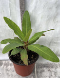Euphorbia Milii DANCING QUEEN (POP CHOK) Crown of Thorns Corona De Cristo Succulent/Cactus