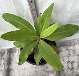 Euphorbia Milii DANCING QUEEN (POP CHOK) Crown of Thorns Corona De Cristo Succulent/Cactus